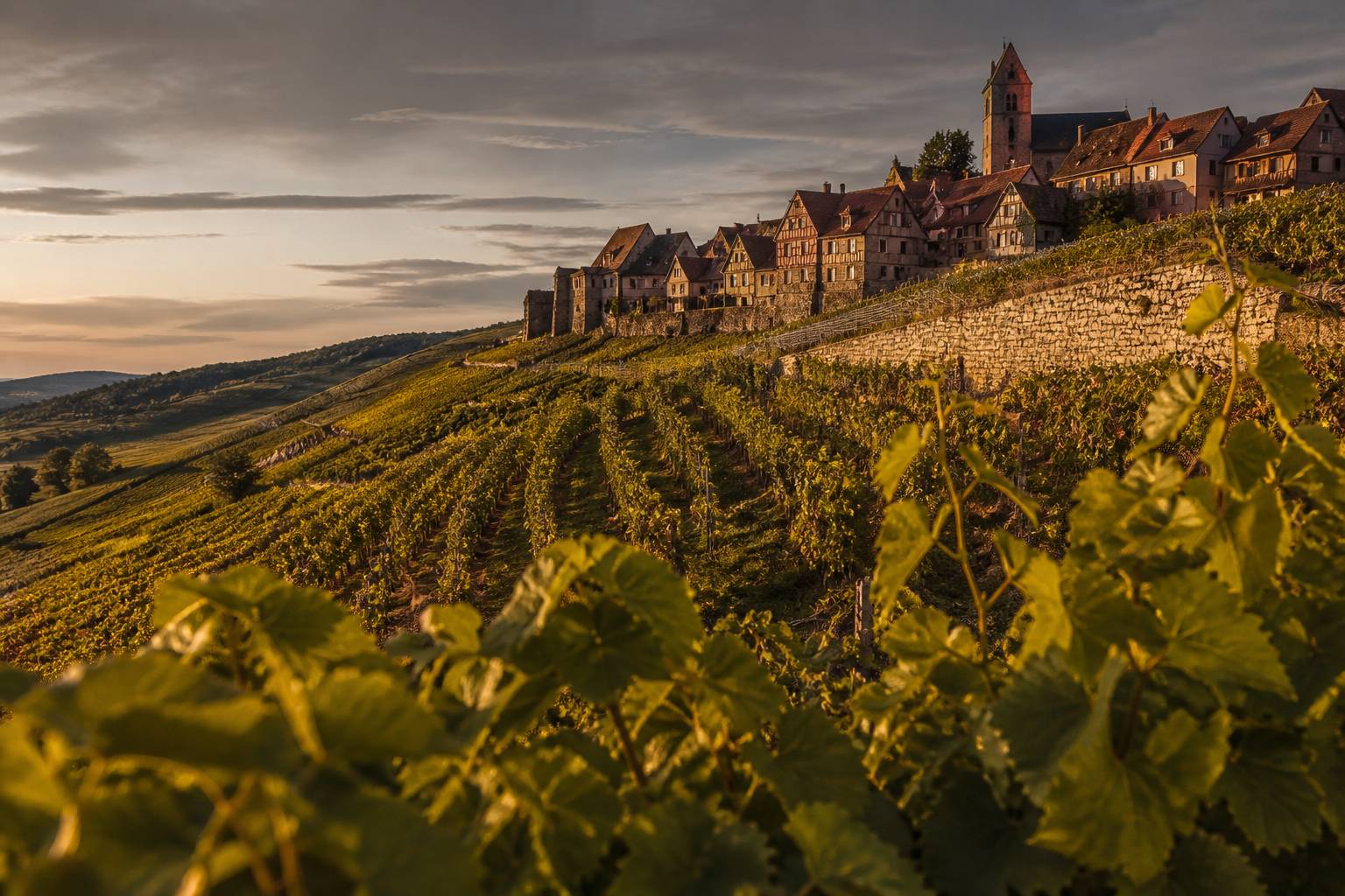 Coteau de vignes montant vers un village à colombages